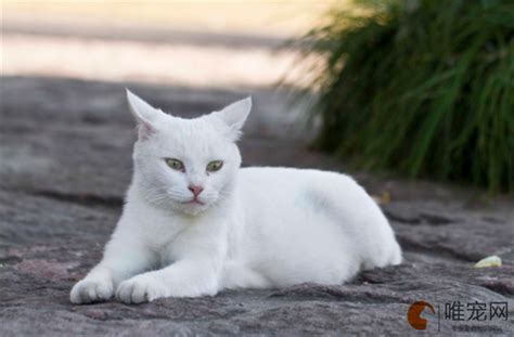 家里突然来猫|白猫赖着不走预兆，猫赖着不走预兆